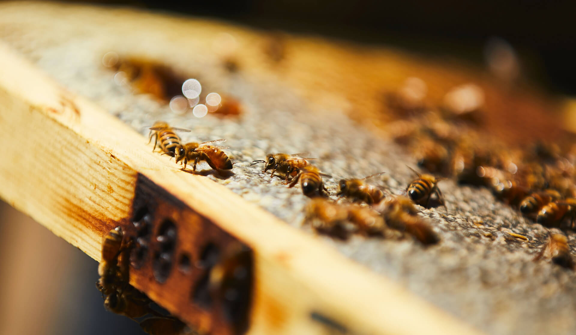 Bees milling about in their hive.